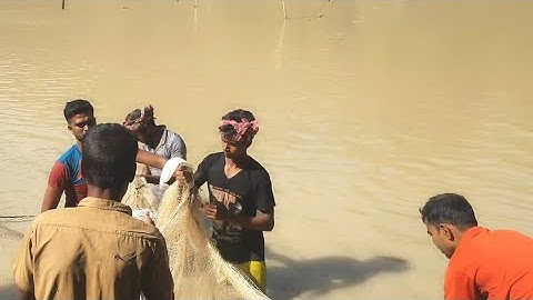 Most Satisfying Cast Net Fishing Video - Traditional Net Catch Fishing in The River (grup 5) video..