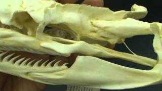 Reticulated Python Skull