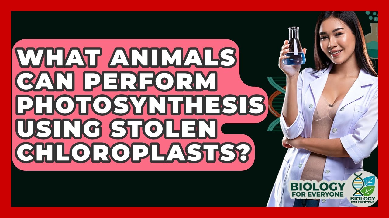 What Animals Can Perform Photosynthesis Using Stolen Chloroplasts? - Biology For Everyone