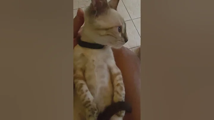 Watch the video about #bengalsnowlynx #pets #trending #viral #short #cat #kitten #bengal #bengalcat #cutecat #funnycat