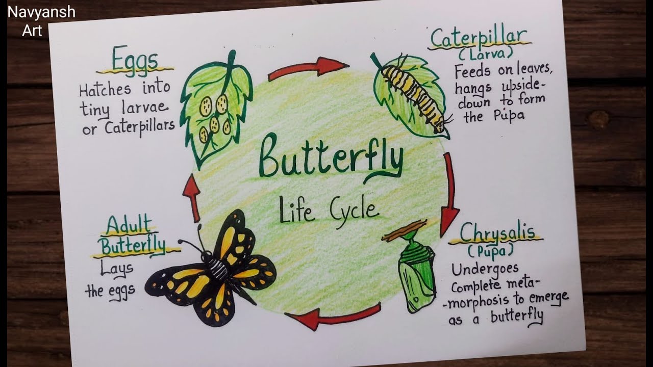 How to draw Life Cycle of Butterfly diagram / Step by step Science ...