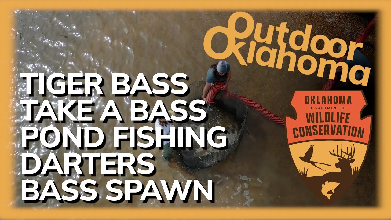 Outdoor Oklahoma 4748 (Tiger Bass in Grand, 90s Bass Fishing, Keep a