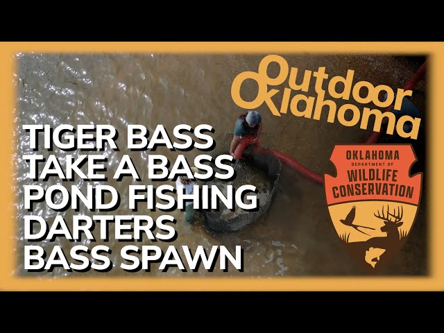 Watch Outdoor Oklahoma 4748 (Tiger Bass in Grand, 90s Bass Fishing, Keep a Bass, Bass Spawn) on YouTube.