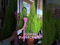 クリスマスにぴったりのこの植物（ゴールドクレスト）購入考えてる人は注意！