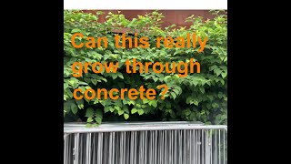 Can Japanese Knotweed really grow through concrete?
