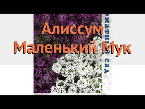 Алиссум обыкновенная Маленький Мук (malenkiy-muk) 🌿 обзор: как сажать, семена алиссума Маленький Мук
