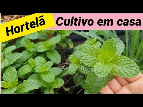 PLANTE SOMENTE 1X E TENHA PARA SEMPRE (3 DICAS IMPERDÍVEIS para cultivo de hortelã orgânico em vaso) PLANTE SOMENTE 1X E TENHA PARA SEMPRE (3 DICAS IMPERDÍVEIS para cultivo de hortelã orgânico em vaso)