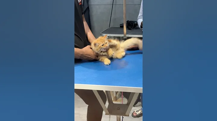 Watch the video about Angry Persian Cat Nail Cutting and Grooming #persiancat #shorts