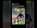 MORPHO BUTTERFLY AWAKENS