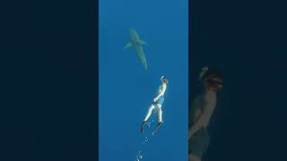 Celebrity SHARK PANIC WITH JACK WRIGHT IN HAWAII Profile