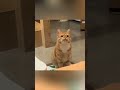 #catsoftiktok #kittylove #funnycats #catvideo #kittenlife #cutecats #petlovers