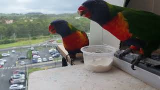 Rainbow Lorikeets in their House. Campbelltown Australia.