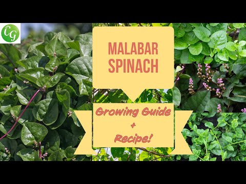 فيديو: سبانخ مالابار أو باسيلا (Basella Alba) ، تنمو على حافة النافذة