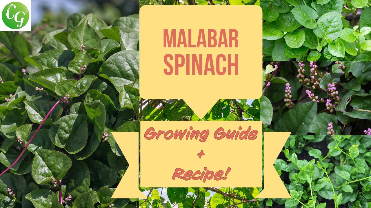 how to grow malabar spinach - growing basella alba spinach & recipe