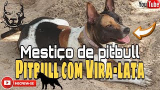 Como ficaram nossos mestiços de pitbull #pitbull #mestiçodepitbull #cachorro