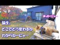 元捨て猫と元ボス猫、縁あって一緒にお庭でまどろむ2021年秋