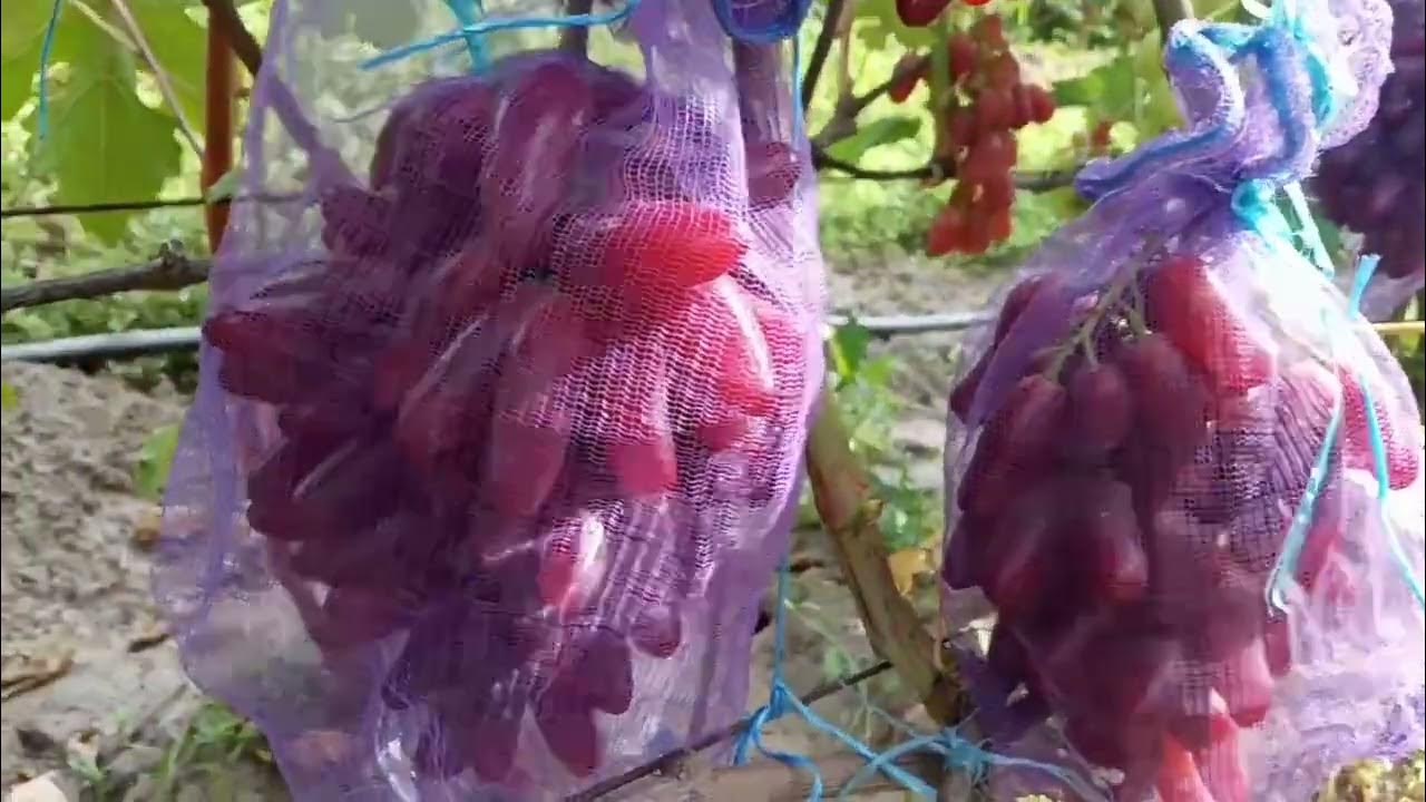 Amazon.com: Cabernet Sauvignon Seeds