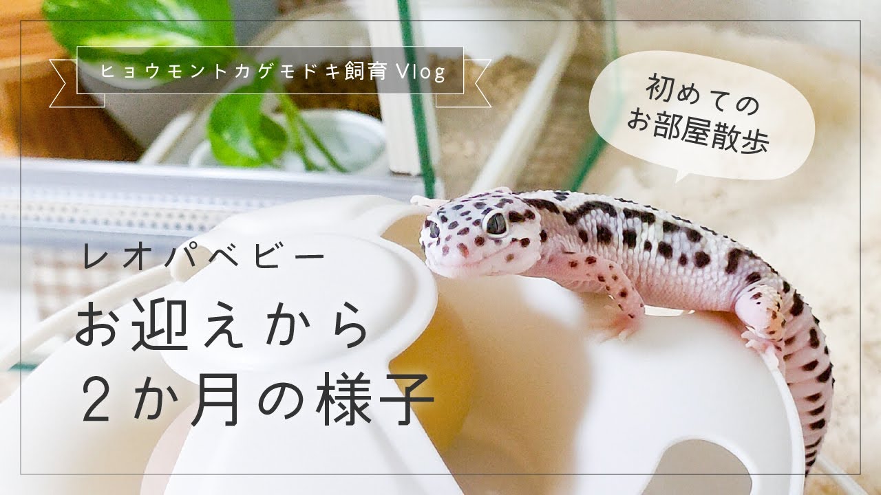 レオパベビーお迎えから２か月の様子〜初めてのお部屋散歩〜【ヒョウモントカゲモドキ飼育Vlog】
