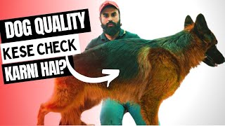 How to Check Quality of German Shepherd Dog