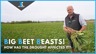 Fly-Tipping Disaster - but WHY? Cracked Cultivator Frame, Our Black 645