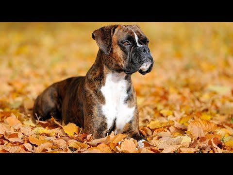 Video: Cardiomiopatia La Câinii Boxeri