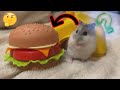 Bought my hamster a hamburger! You will be stunned by his reaction? 🐹