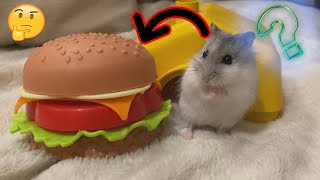 Bought my hamster a hamburger! You will be stunned by his reaction? 🐹