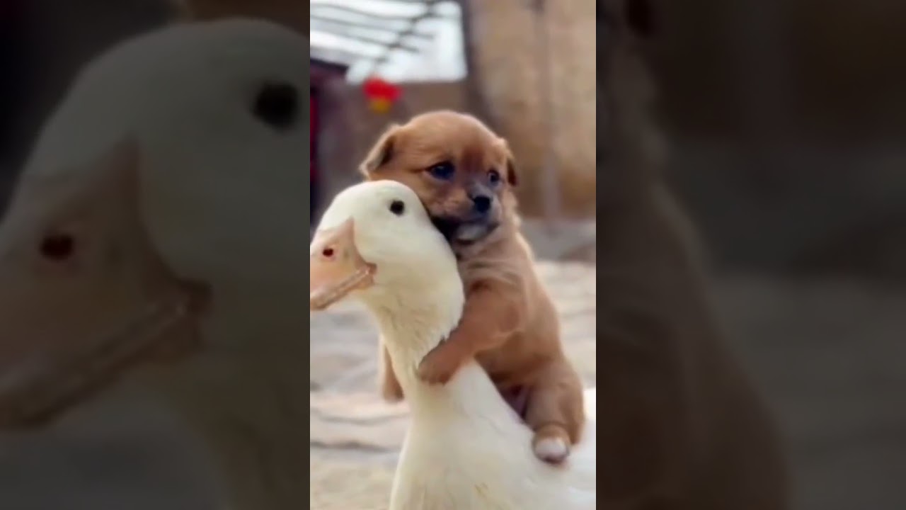 Если животные уходят 