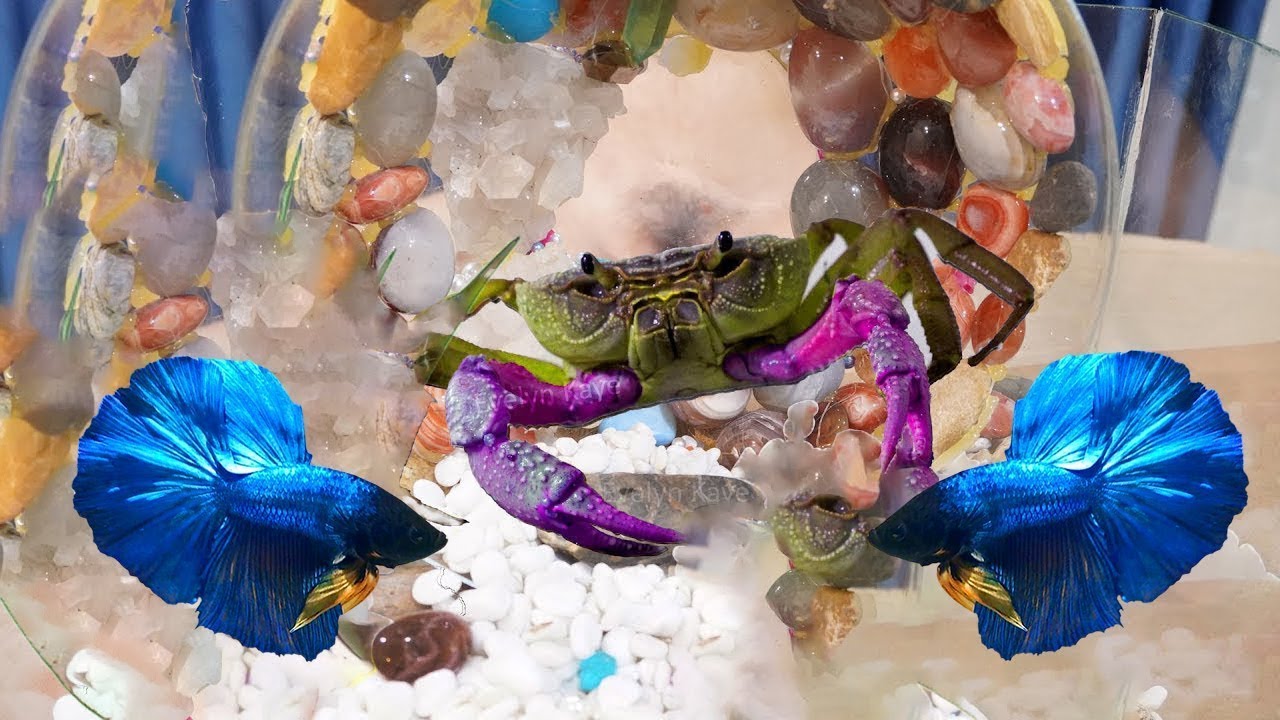 A red betta fish is watching for something to move.