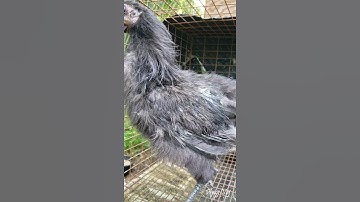 Silkie Qaib Hmoob #shorts #hmong #ayam #cemani #gallos