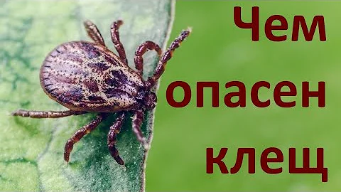 13. Чем опасен клещ для собак