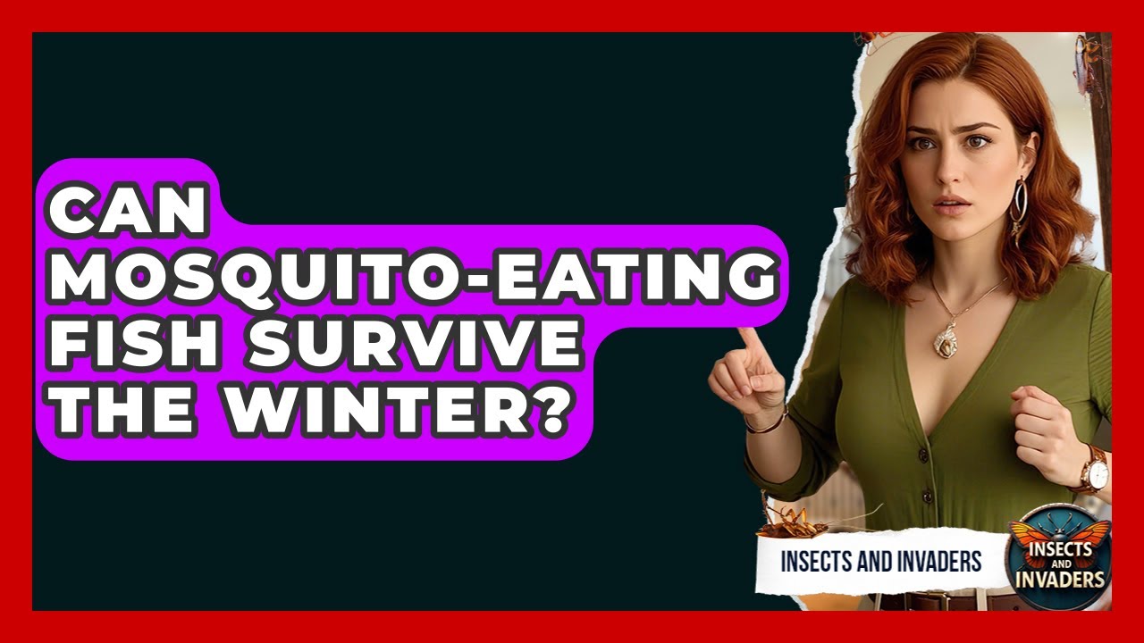 Can Mosquito-eating Fish Survive The Winter? - Insects and Invaders