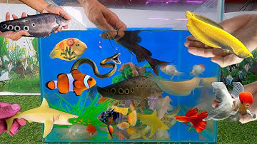 Tổng hợp các loại cá cảnh đẹp, động vật dễ thương, cá lăng, cá rồng abino, cá nàng hai, oranda