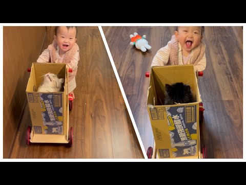 赤ちゃんから手押し車で運ばれる猫達　ノルウェージャンフォレストキャット　Cat being carried in a wheelbarrow by a baby