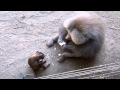 Einstein and the edible package (Hamadryas Baboon)