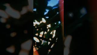 Lela Lela le rauf \u0026 faik