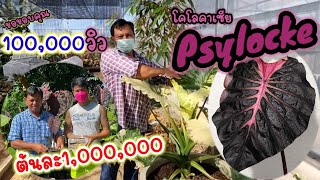 โคโลคาเซีย Psylocke 1,000,000 บาท | วาวา ป่าสัก