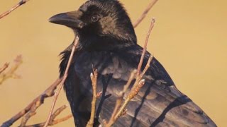 Soaring intelligence and surprising warmth of crows