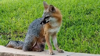 Part 7  Gray Foxes  Mother & Father with Babies  Texas Hill Country  Canyon Lake, TX
