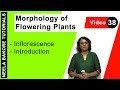 Morphology of flowering plants  neet  inflorescence  introduction  neela bakore tutorials