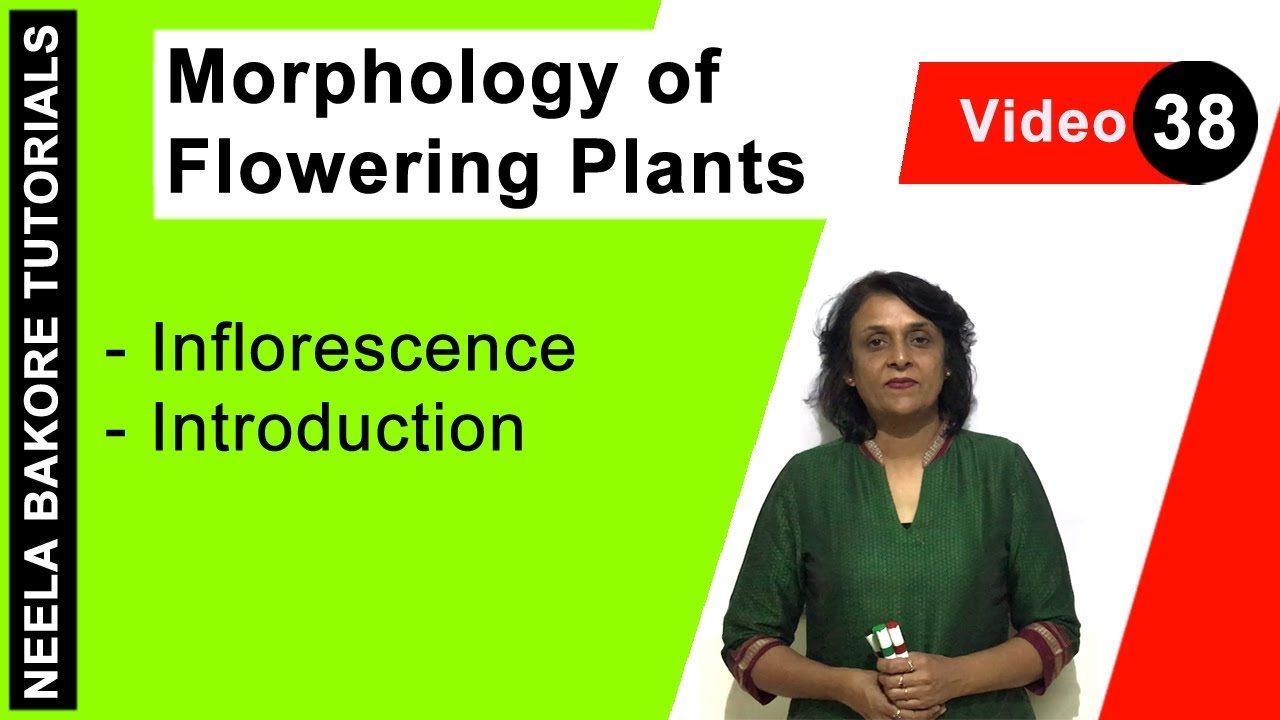Morphology of Flowering Plants | NEET | Inflorescence - Introduction | Neela Bakore Tutorials