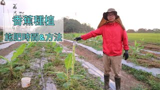 香蕉種植施肥時間&amp;方法｜教學 