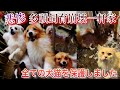 悲惨…多頭飼育崩壊の一軒家からレスキュー依頼。全ての犬猫を保護してきました。