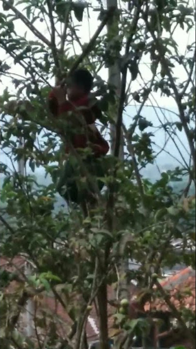 MAK LAMPIR PART.2 || ANAK INI KAN KU PELIHARA