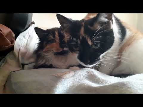 What luxurious fur she has