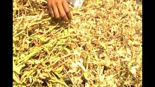 Soybean Rouging In Harvesting Stage - V 1Nimari Sps Madhyapradesh