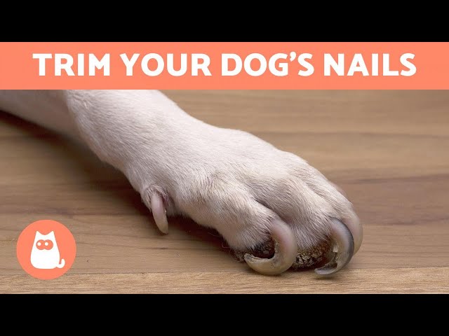 Nail Trim Disasters: Can I Walk My Dog After Cutting The Quick? - PawSafe