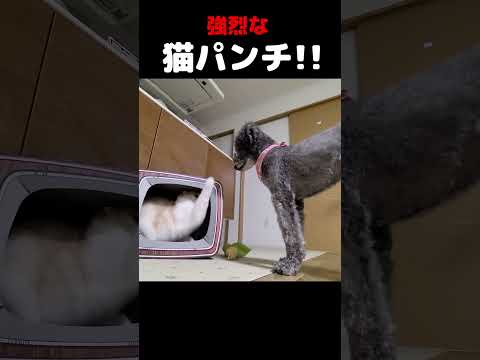 可愛い猫が強烈な猫パンチを炸裂‼️#shorts