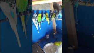 99 Names of Allah with Beautiful Budgies & Finches Aviary | Birds Meditation #shorts #relatable