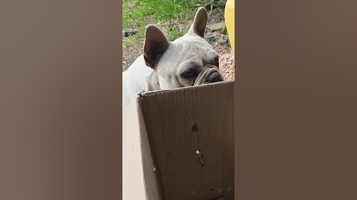 🤭que será que mira el gordo #cachorro